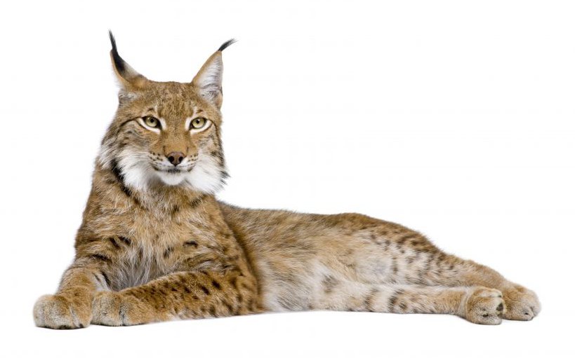 wildNET lynx server